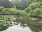 Pond located in beautiful public gardens. The pond is filled with numerous aquatic plants adding to the beauty of the pond. On the far right side there is  a wire sculpture of a dancing person.