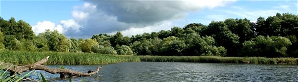 view across pools located in woods and wetland