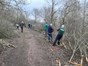 volunteers folding down young trees to form hedges
