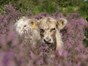 Cow in field surrounded by soft focus heather plants