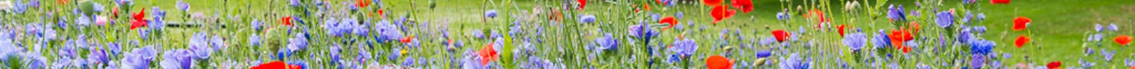 close up of red and blue wild flowers with grass area and trees beyond
