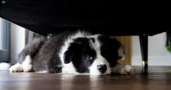 black and white sheep dog hiding under furniture