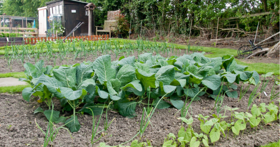 green vegetables growing in an allotment plot