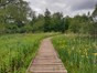  Wooden boardwalk through a green meadow with trees in the distance
