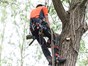 man up a tree with a chainsaw cutting back overgrown branches