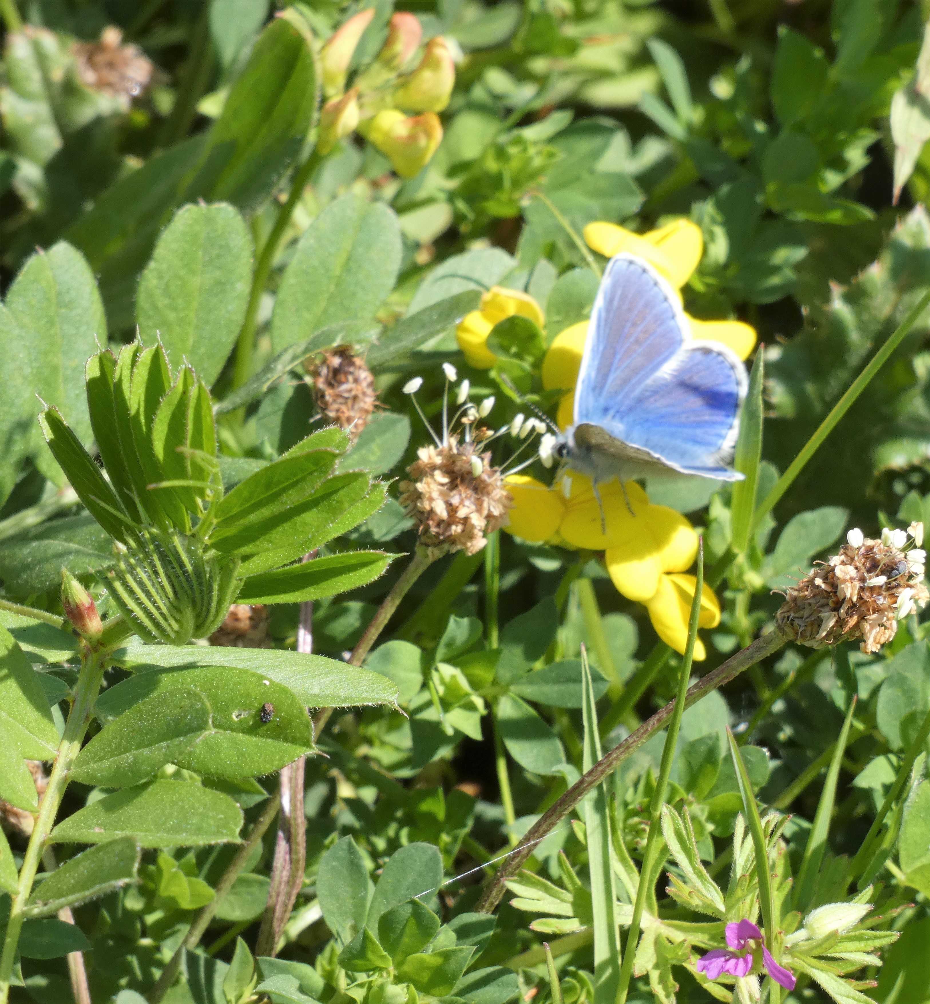 Common blue butterfly in the wild