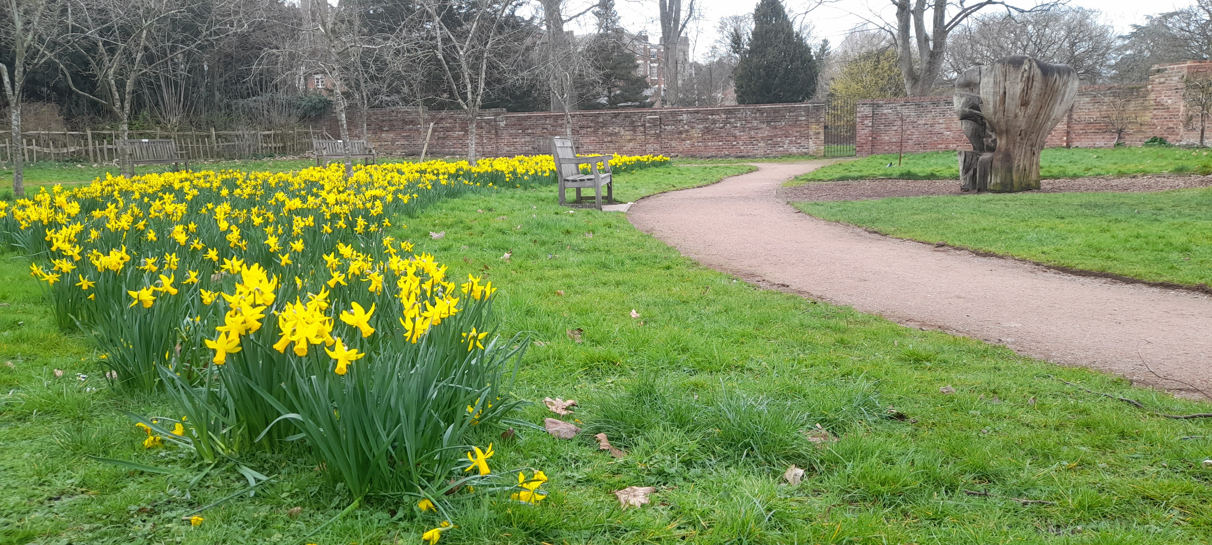 open space with yellow spring flowers