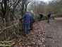 volunteers binding hedge with hazel twigs
