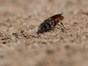 Small insect sat on sand