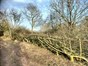 new hedge by footpath in wood