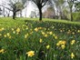 a bank of daffodils in the park's grassed area