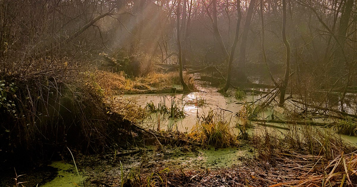 swampy pool and woodland