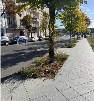 tree planted in pavement