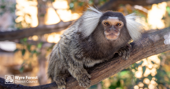 Marmoset with large white ears on a branch