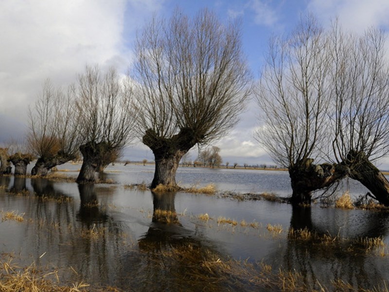 pollarded trees growing out of wetland