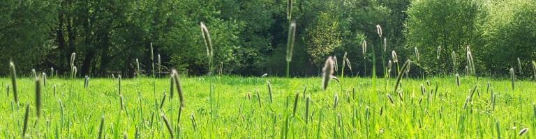 meadows in local nature reserve