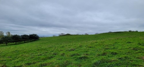 grassed area with trees on left