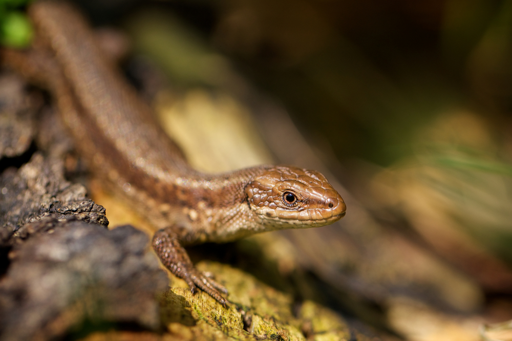 close up on small brown lizard on tree bark