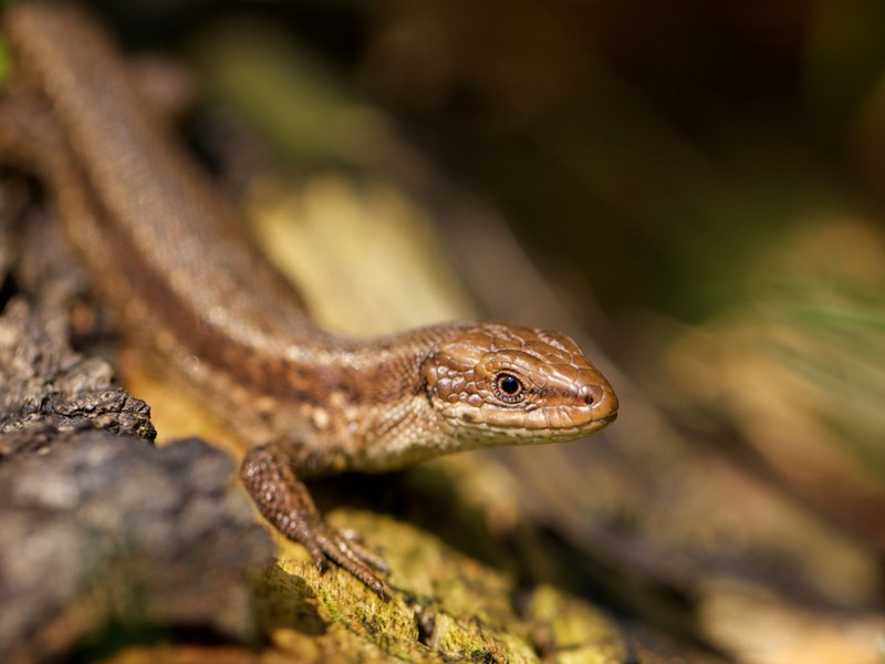 close up on small brown lizard on tree bark