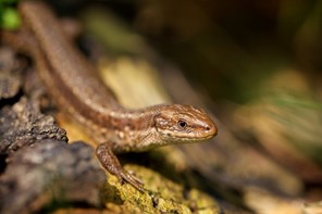 close up on small smooth brown lizard