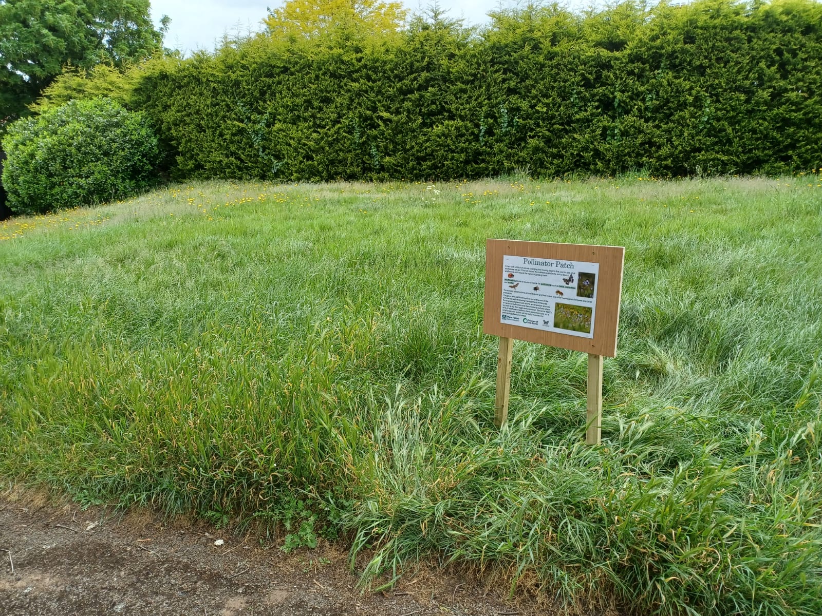 Area of longer grass and wild flowers with a unreadable signpost in the middle