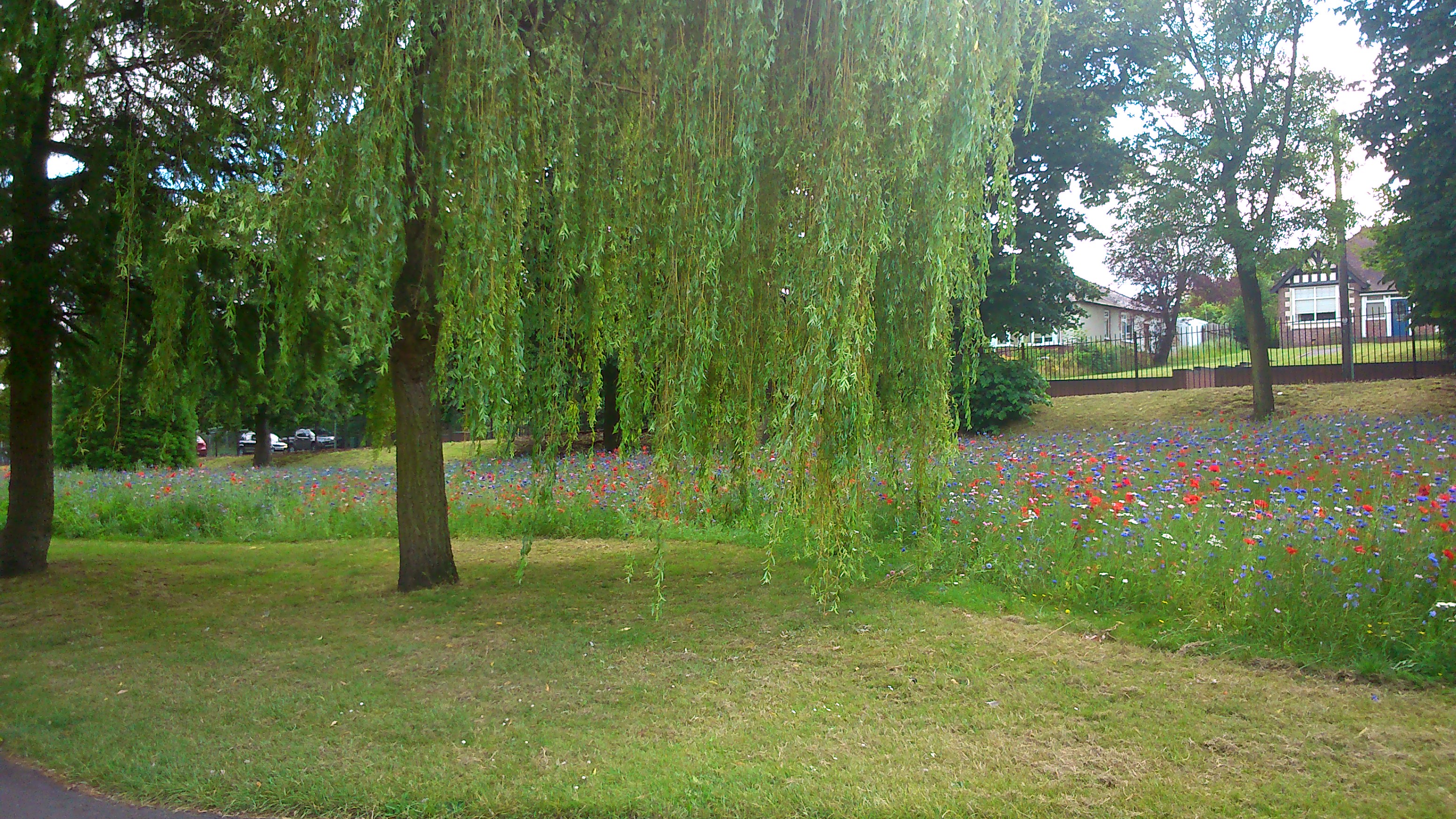 A weeping willow in the foreground and in the distance across the grassed area, a stream of wildflowers can be seen