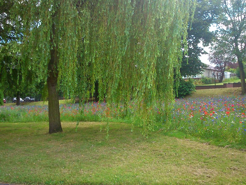 A weeping willow in the foreground and in the distance across the grassed area, a stream of wildflowers can be seen