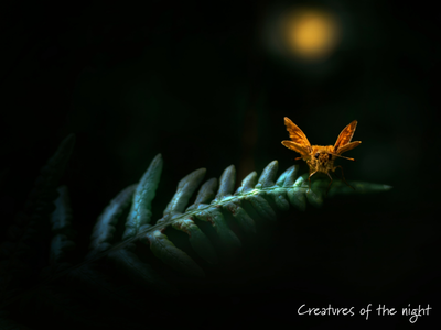 moth on leaf in dark