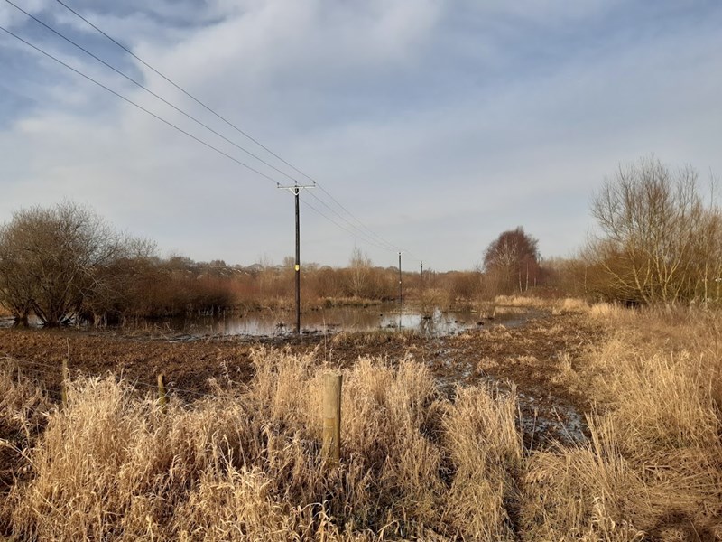 browned grass in nature reserve