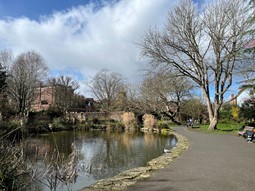 trees in park around pond