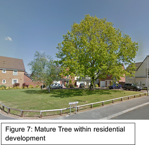 mature tree within residential development