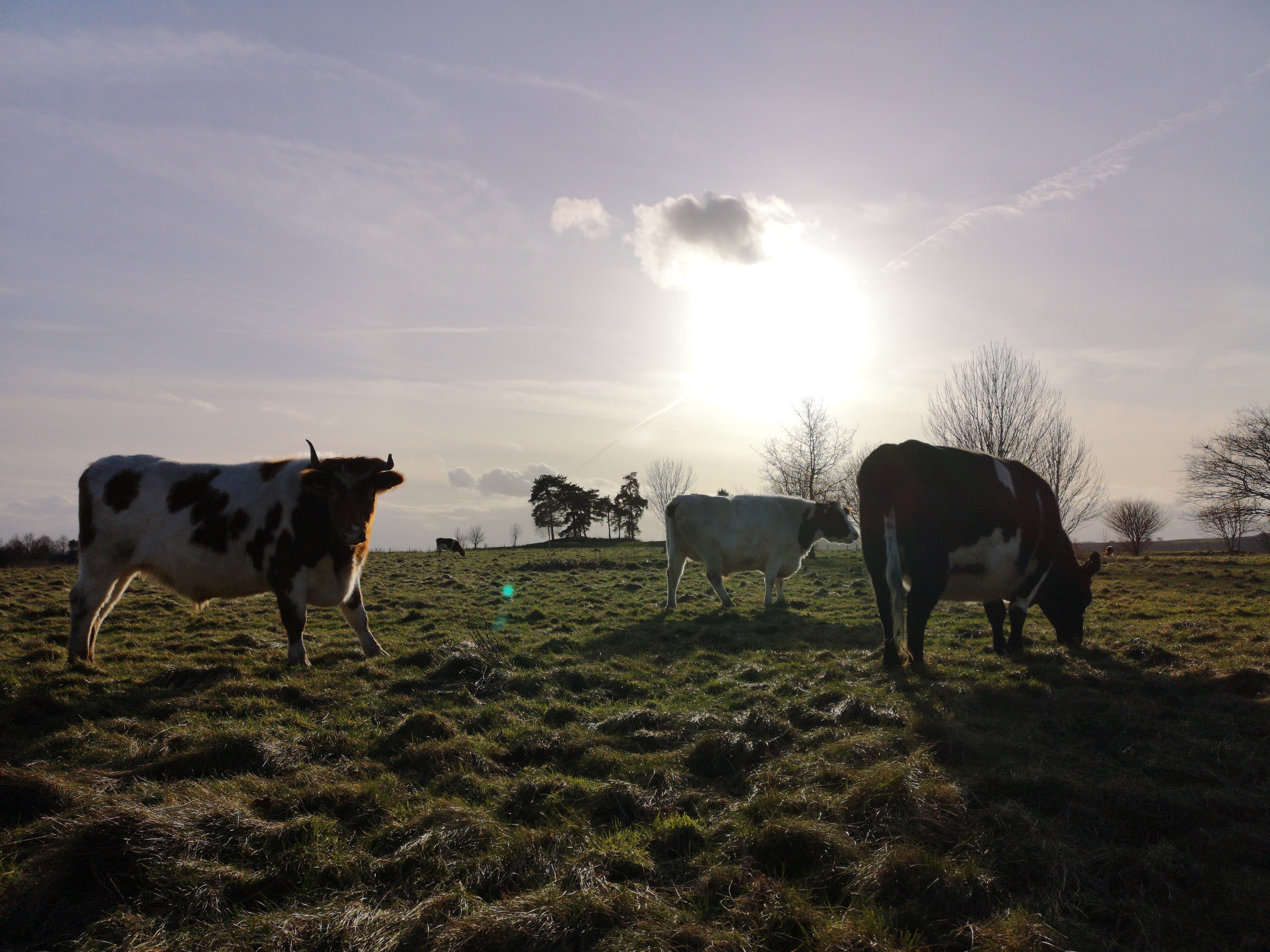 cattle on golf course