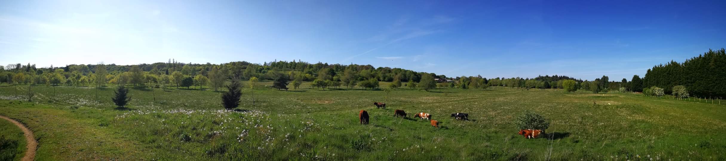 cows grazing on grassed area in foreground, trees and blue sky in rear