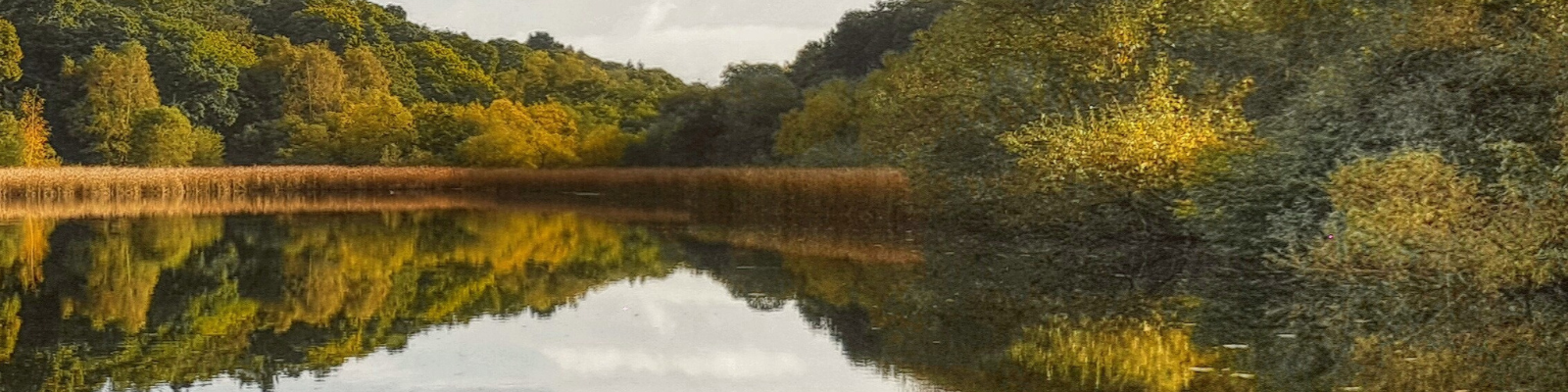 scenic pool and woodland