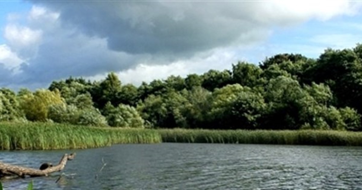 view across pools located in woods and wetland