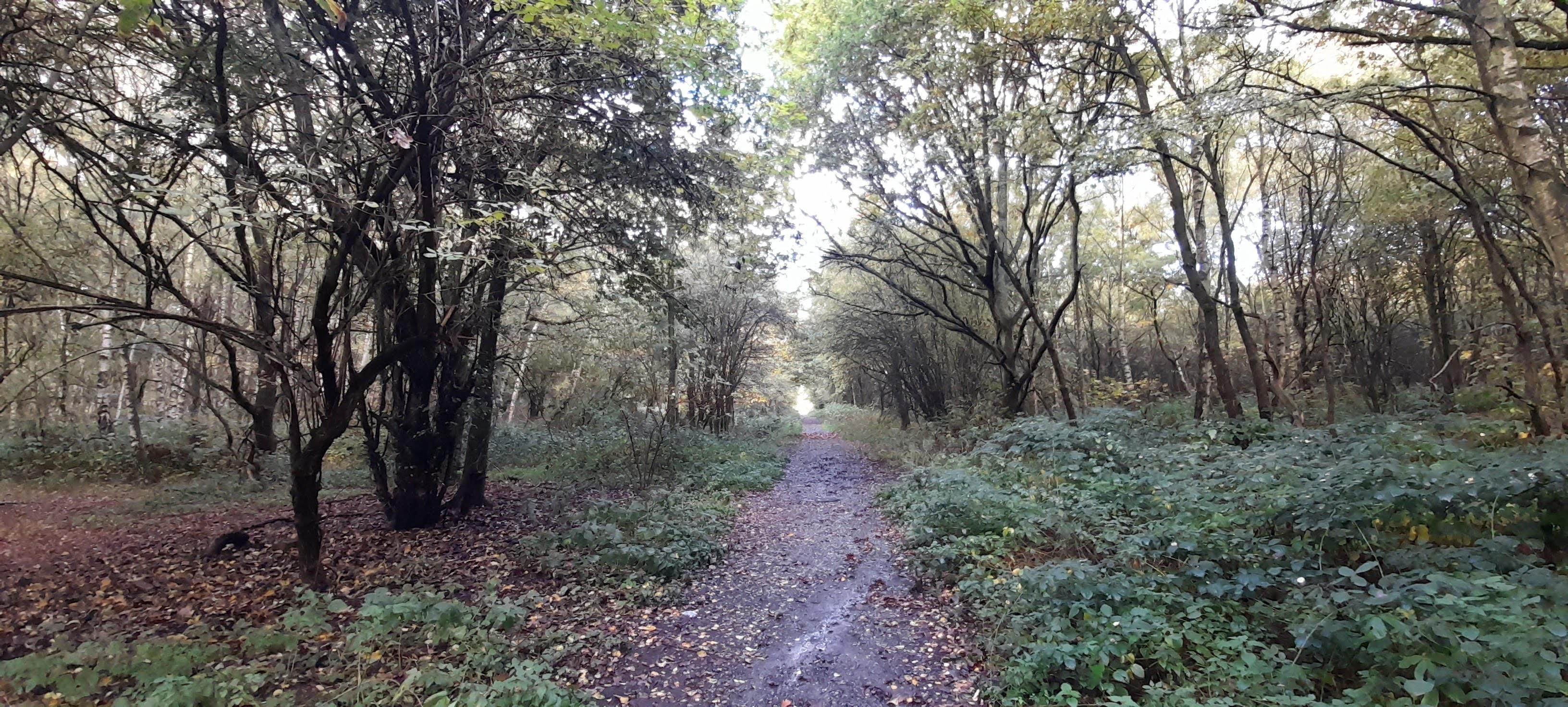 pathway through woods