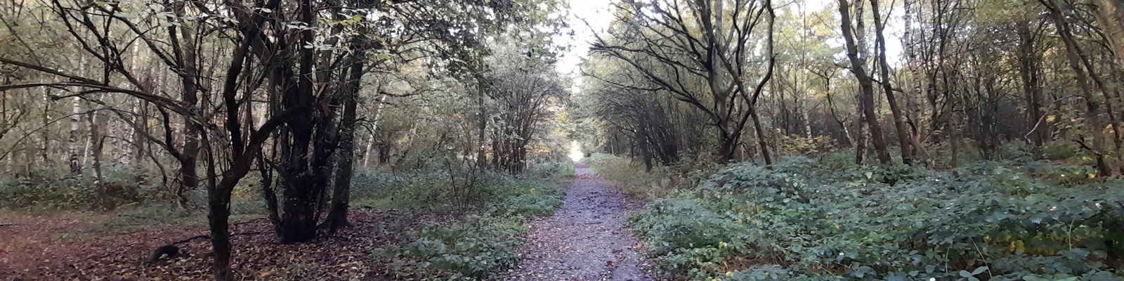 pathway through woods