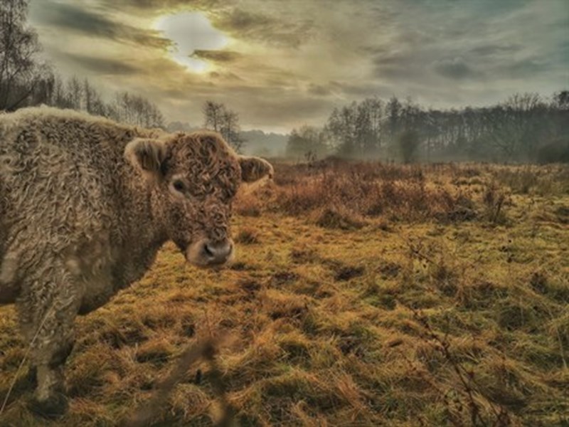 grazing cow in rugged nature reserve land at sunset. The sun is peeping throughthe clouds and lighting the sky up