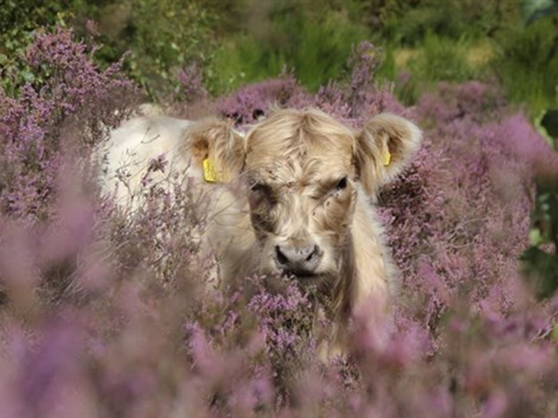 Cow in field surrounded by soft focus heather plants
