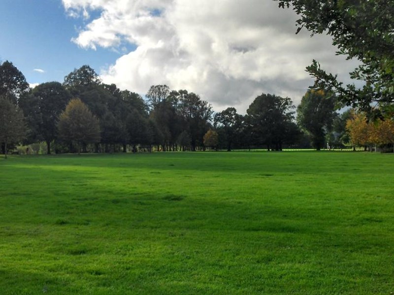 A vast scene of beauitfully lawned grass area bordered by tall mature trees with the summer sun shining.