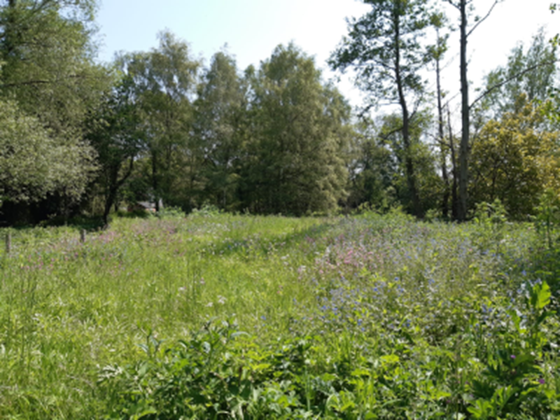 marshland