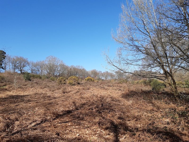 sandy area in nature reserve