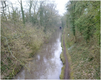 a brook with trees and hedges lining bith sodes