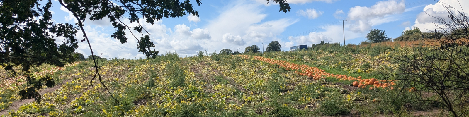 line of pumpkins in field against blue sky