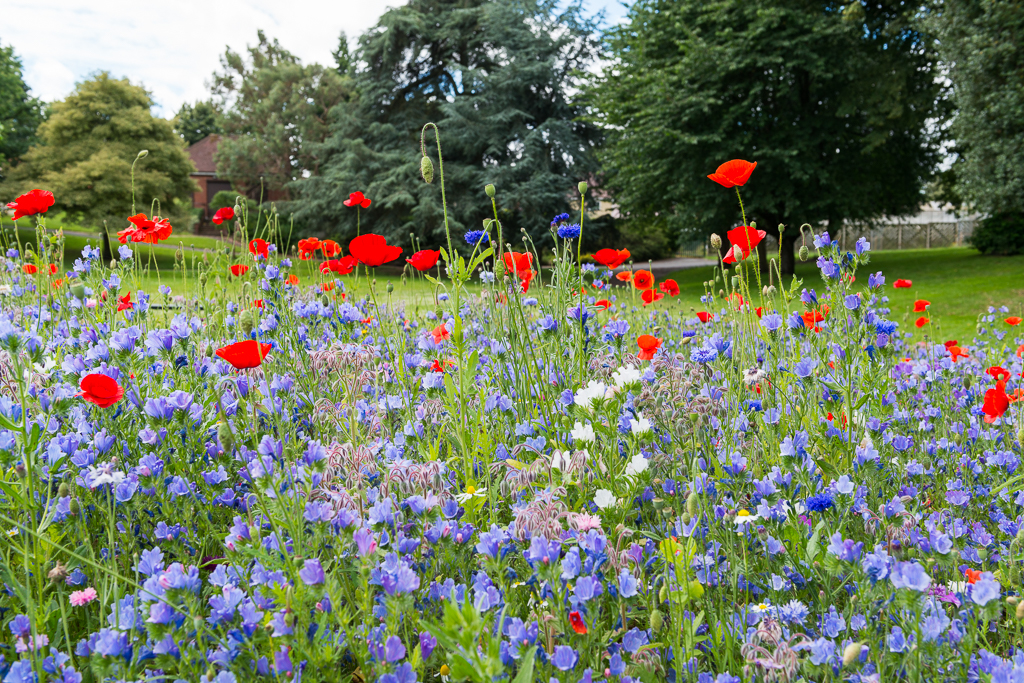 close up of red and blue wild flowers with grass area and trees beyond