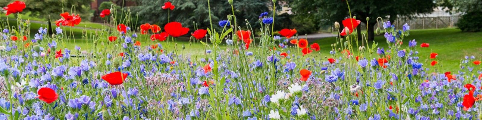 close up of red and blue wild flowers with grass area and trees beyond