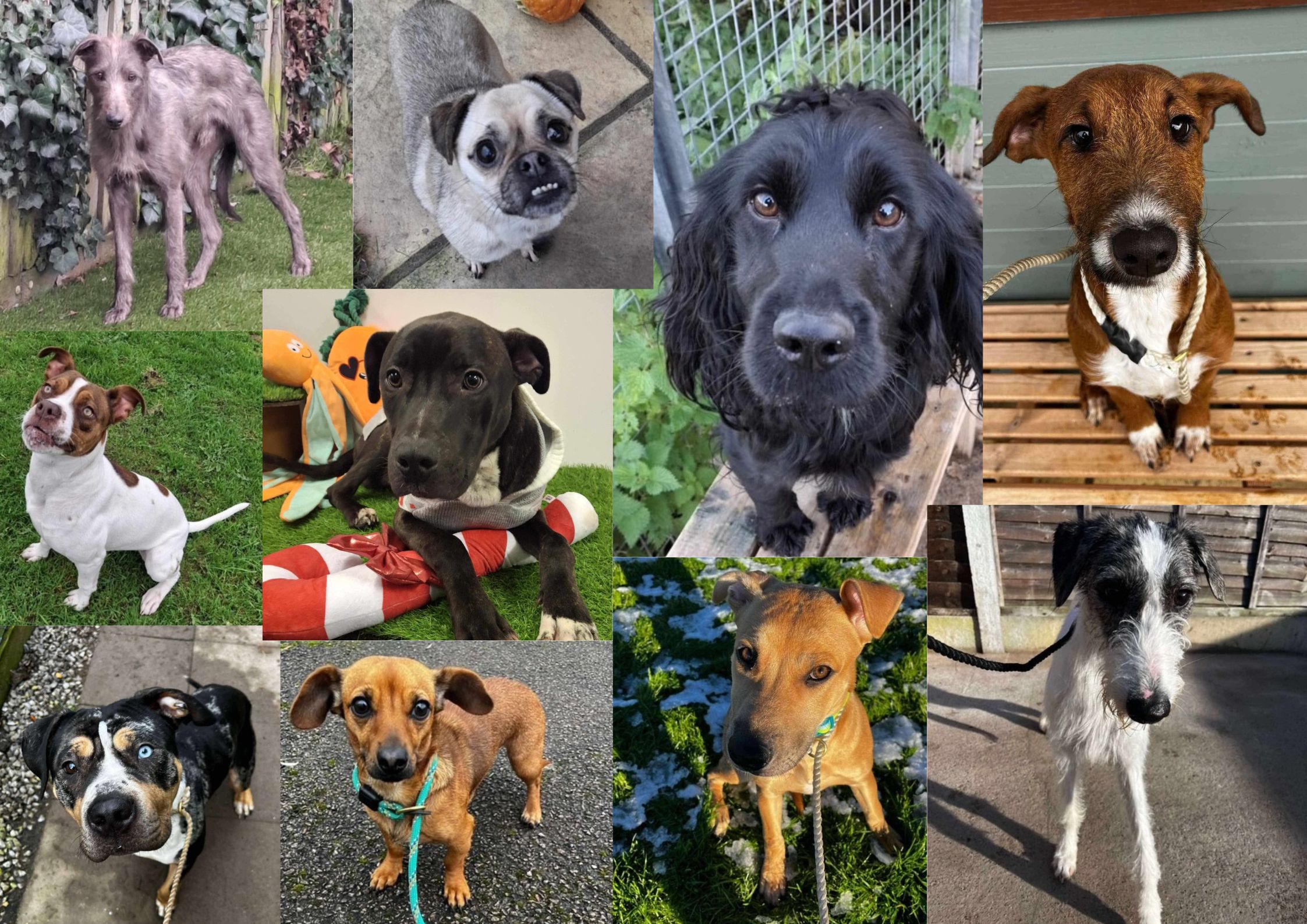collage of several dogs 