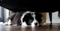 black and white sheep dog hiding under furniture