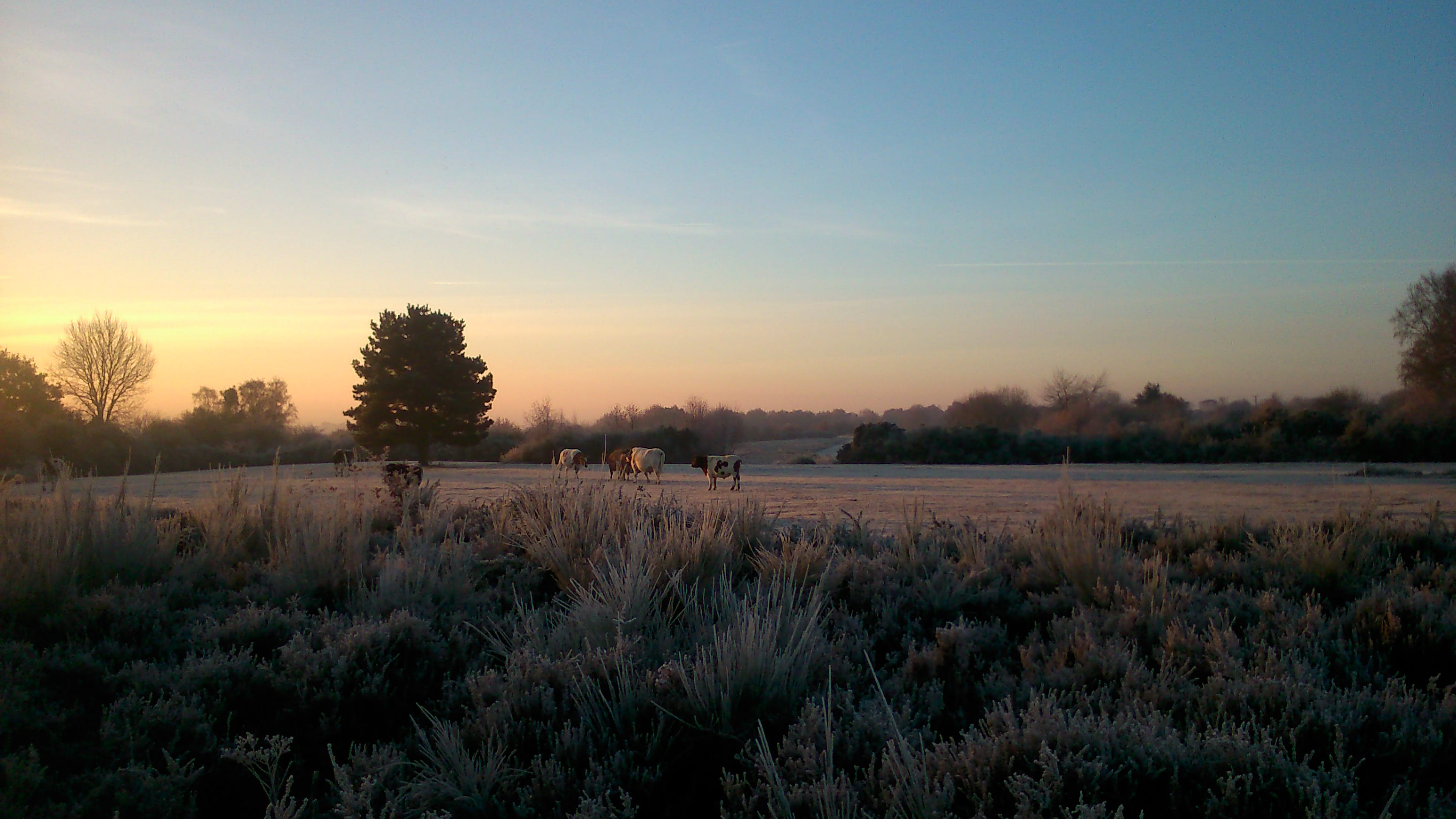 cattle grazing at sunrise