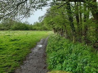 muddy path along edge of field